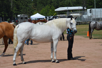 renee wildes' horse